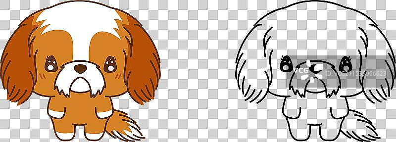 可爱的孤立西施犬小狗图片素材