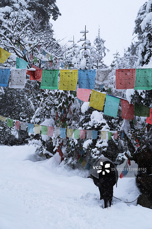 雨崩_下雪天图片素材