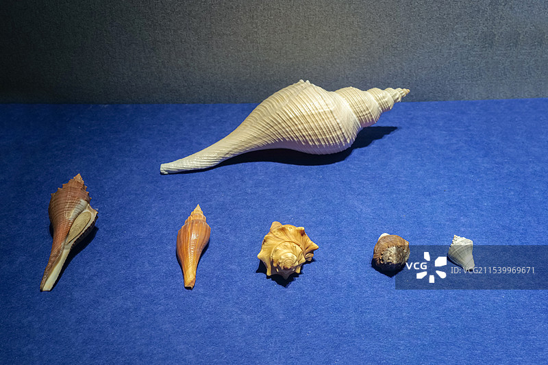 香螺 山东博物馆“三千玲珑-中国海洋贝类展”图片素材