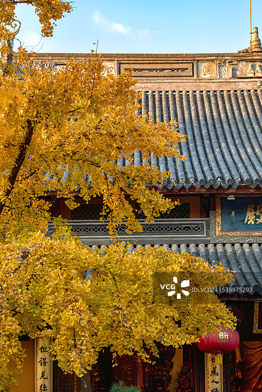 上海龙华寺秋天金黄的银杏和古建筑图片素材