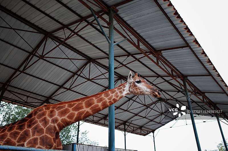 长劲鹿图片素材