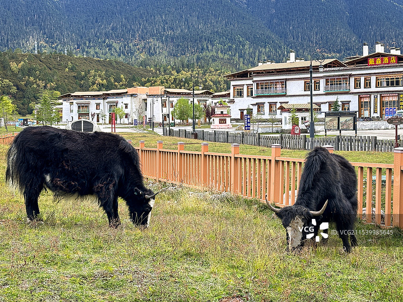 林芝巴松错酒店图片素材