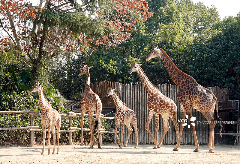 上海野生动物园长劲鹿一家图片素材