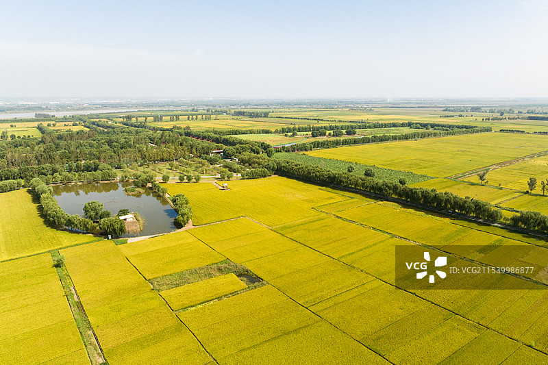 洛阳孟津会盟银滩稻田图片素材