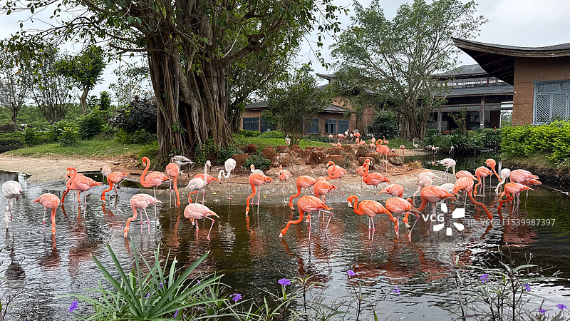 红树湾的火烈鸟图片素材