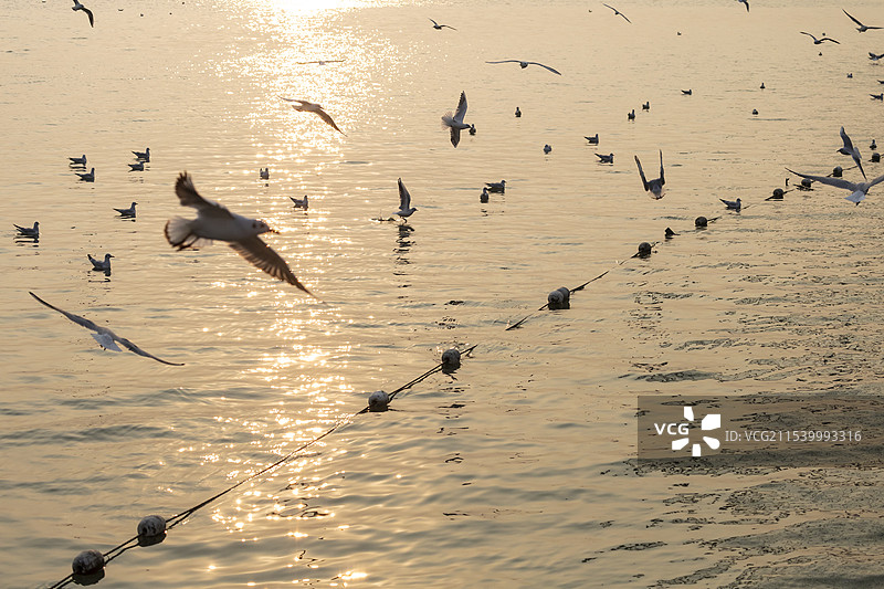 冬季无锡太湖景区及红嘴鸥风光图片素材