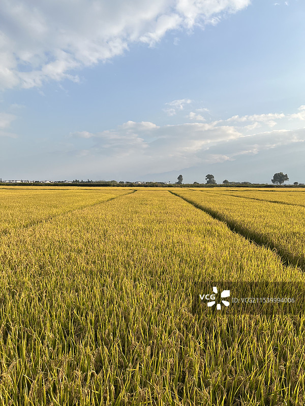 农业田顶天景观图片素材