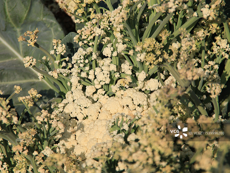 西蓝花植株图片素材