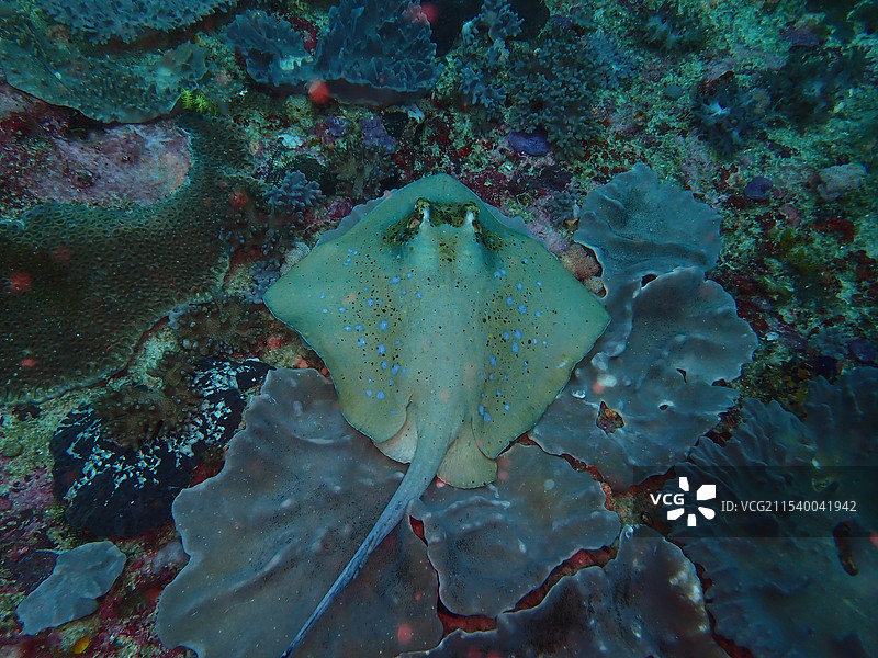 古氏新魟图片素材