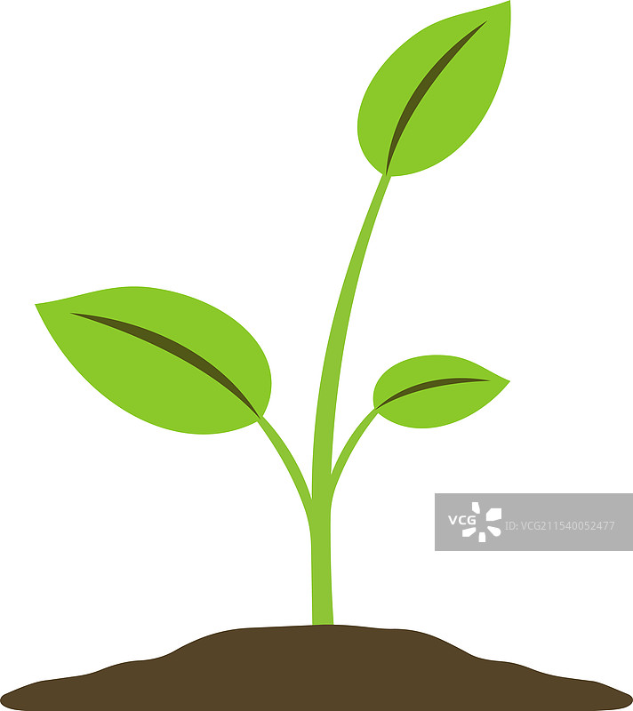 一株年轻的绿色植物图片素材