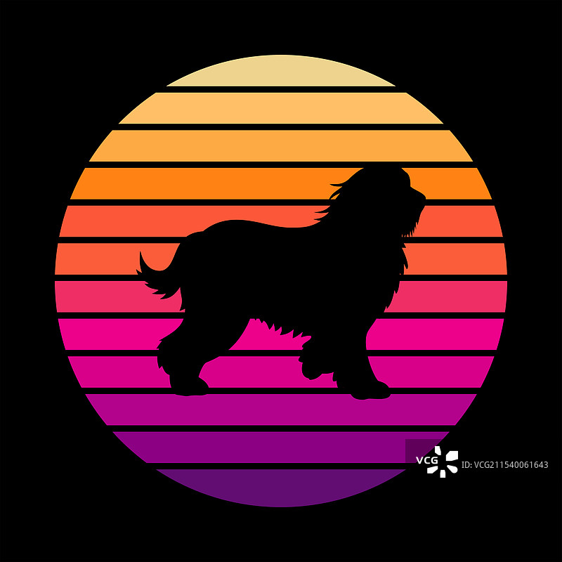 复古日落中的老英格兰牧羊犬图片素材