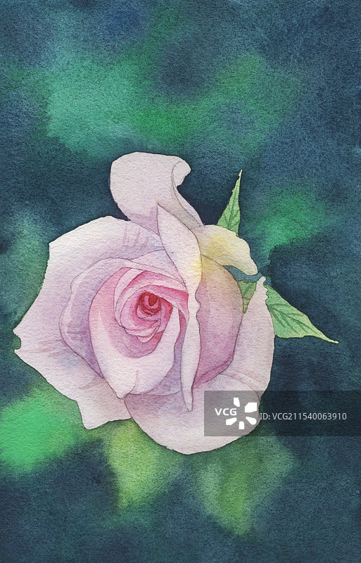 粉色月季花手绘水彩插画图片素材