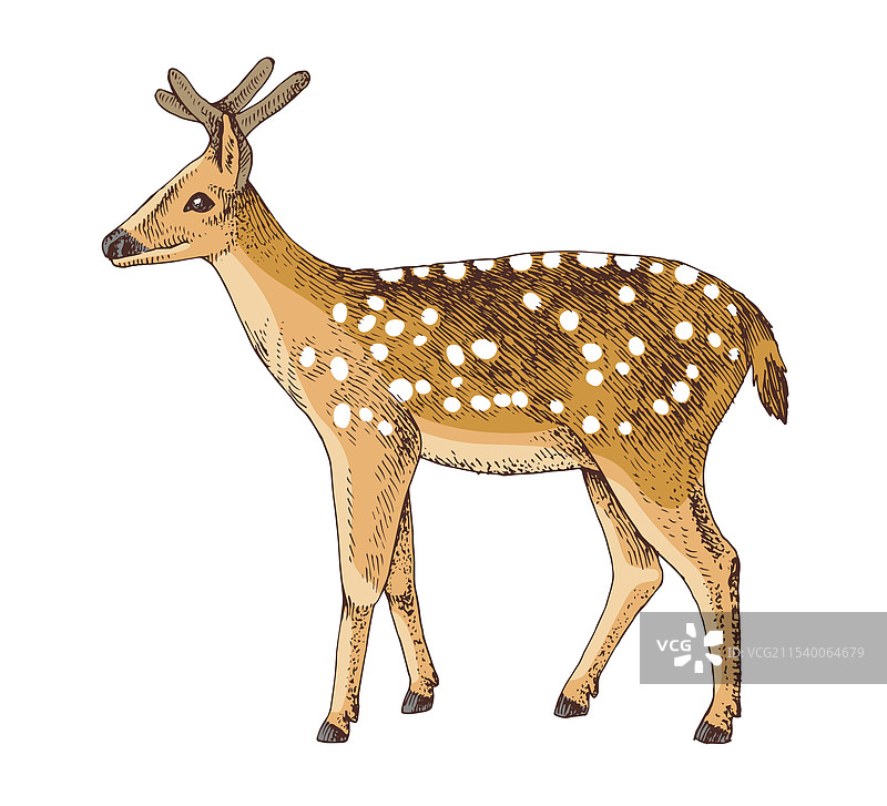 林地斑点鹿动物图片素材