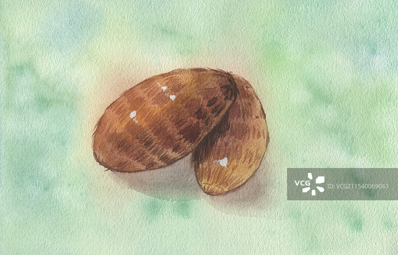 芋头水彩手绘插画图片素材