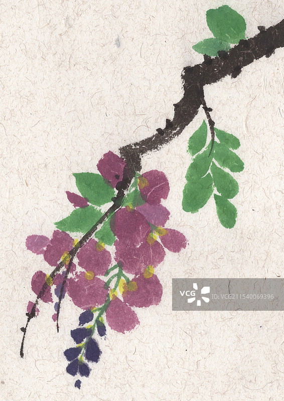 紫藤花国画手绘插画图片素材