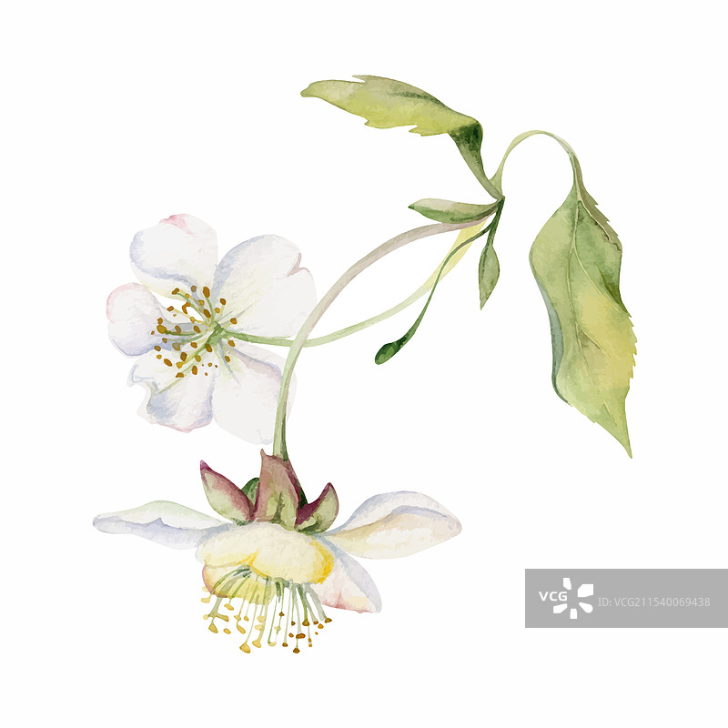 樱花白色花朵和绿色枝条上的花蕾图片素材