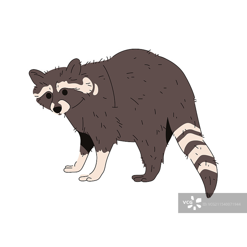常见或北方浣熊卡通动物图片素材