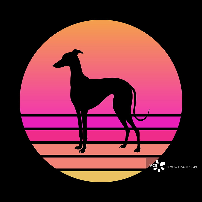 复古日落中的惠比特犬图片素材