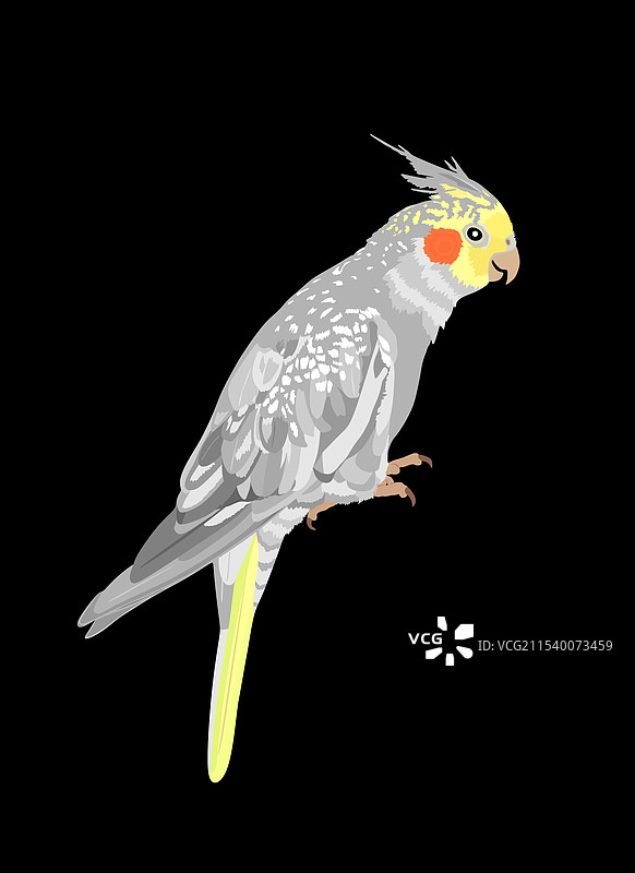 孤立的鹦鹉雀图片素材
