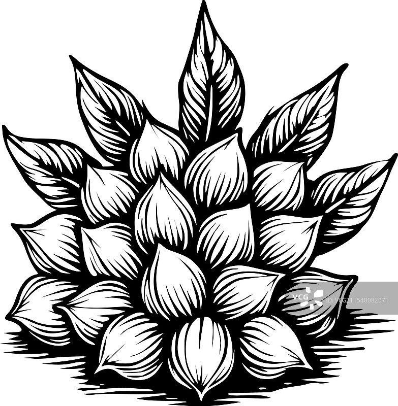 手绘甜豌豆花和叶子植物图鉴图片素材