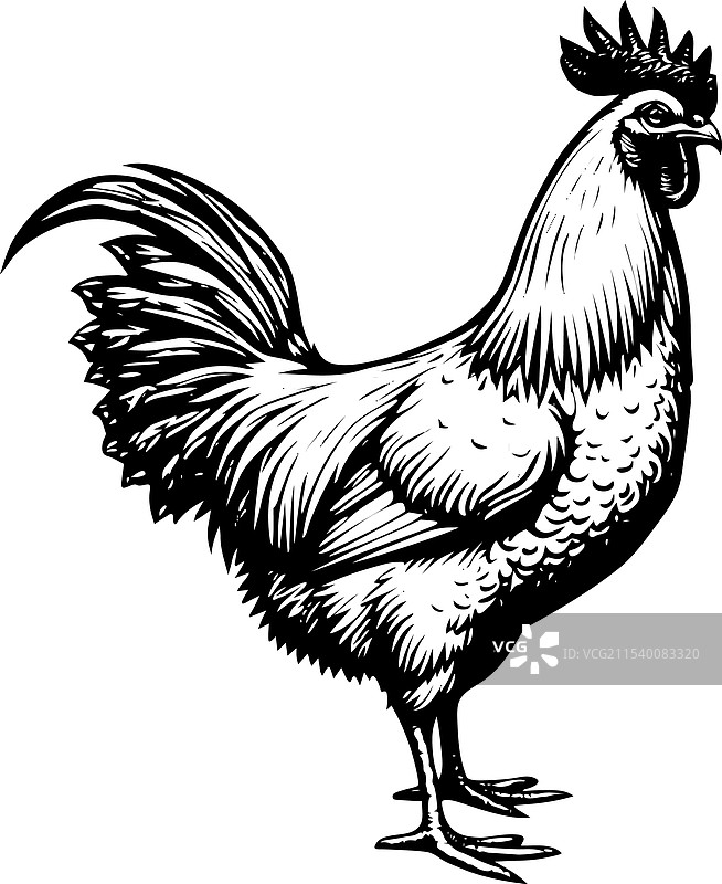 鸡群联盟名单 鸡肉标志设计图片素材