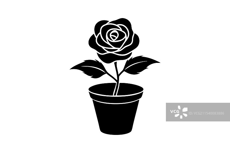 一朵美丽的玫瑰花和叶子在花盆里图片素材