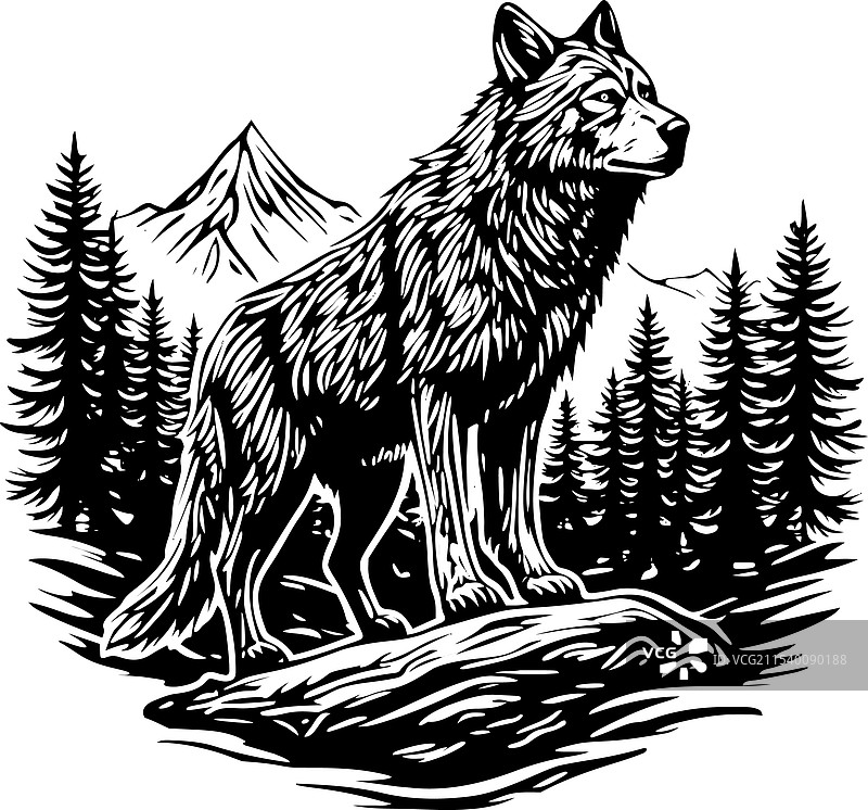 嚎叫的狼图像图片素材