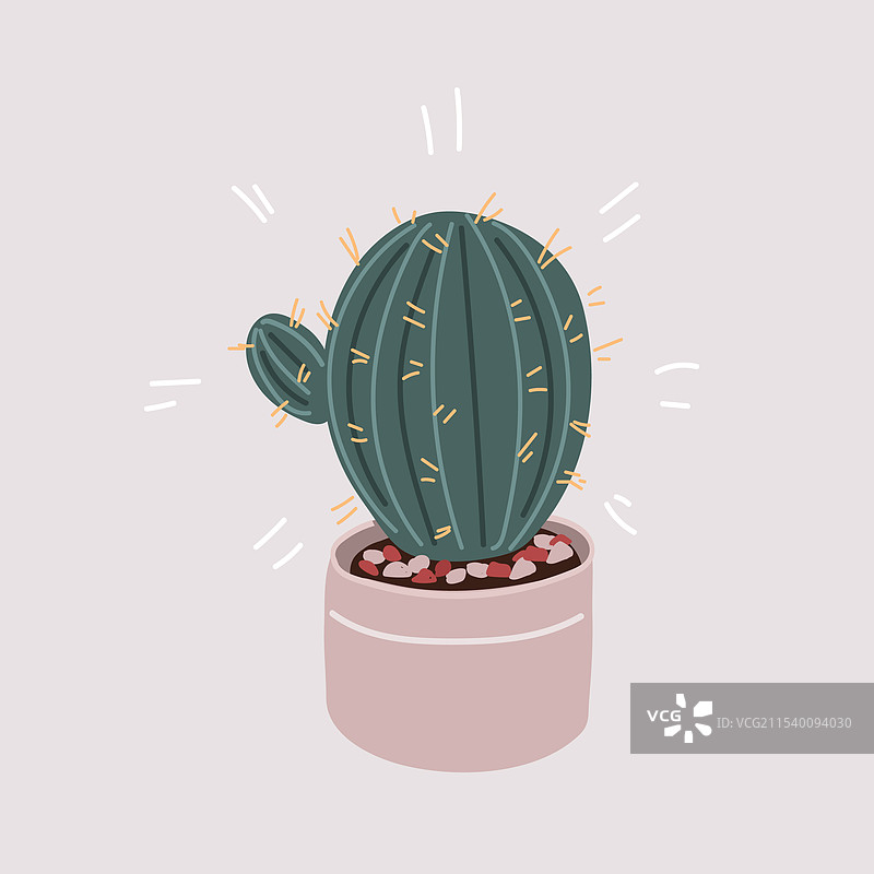 盆栽仙人掌图片素材