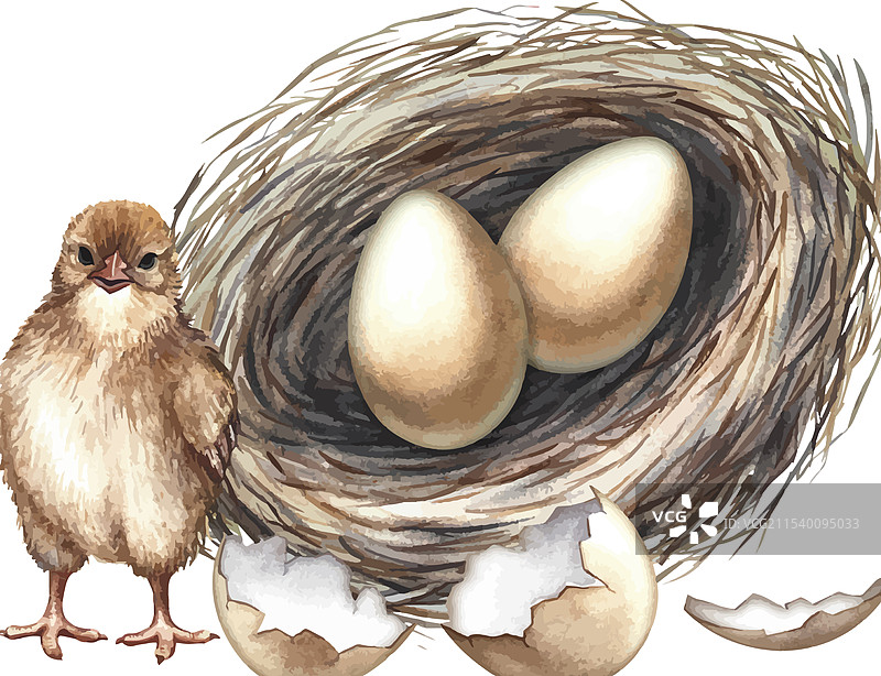 一只小鸡和一窝鸡蛋的图像图片素材