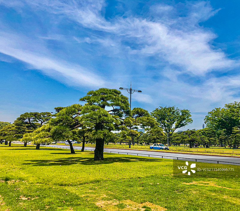 日本东京 皇居外苑 松树图片素材