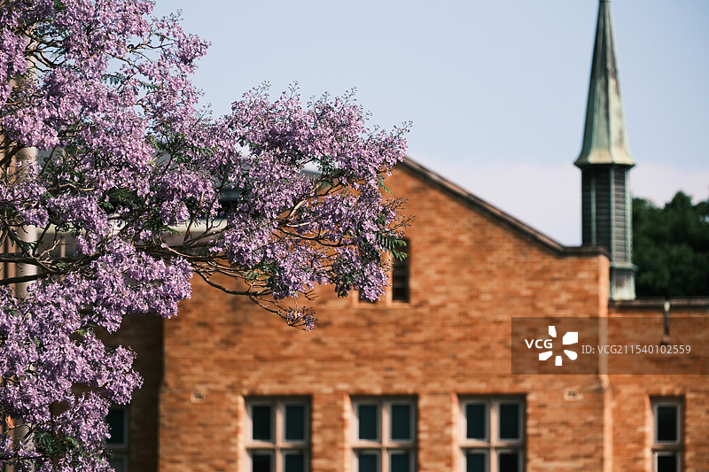悉尼大学的蓝花楹图片素材