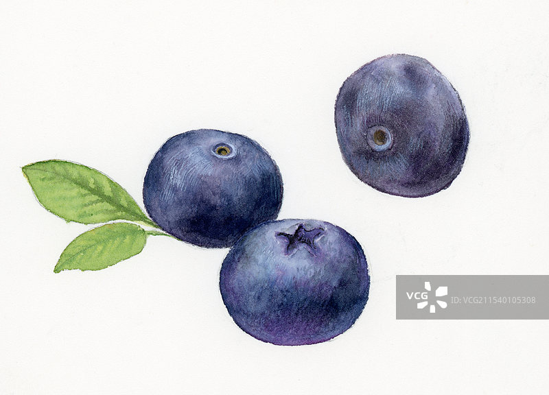 白色背景下的蓝莓特写镜头图片素材