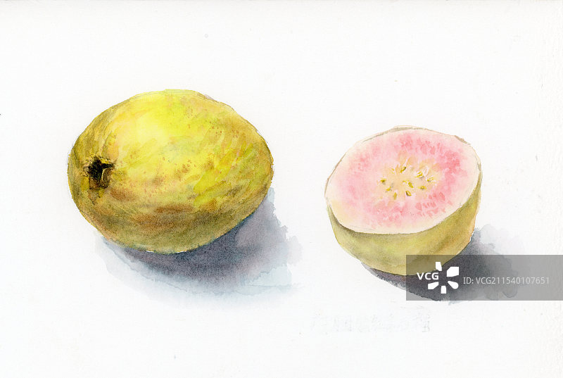 广东胭脂红番石榴纯手绘水彩画图片素材