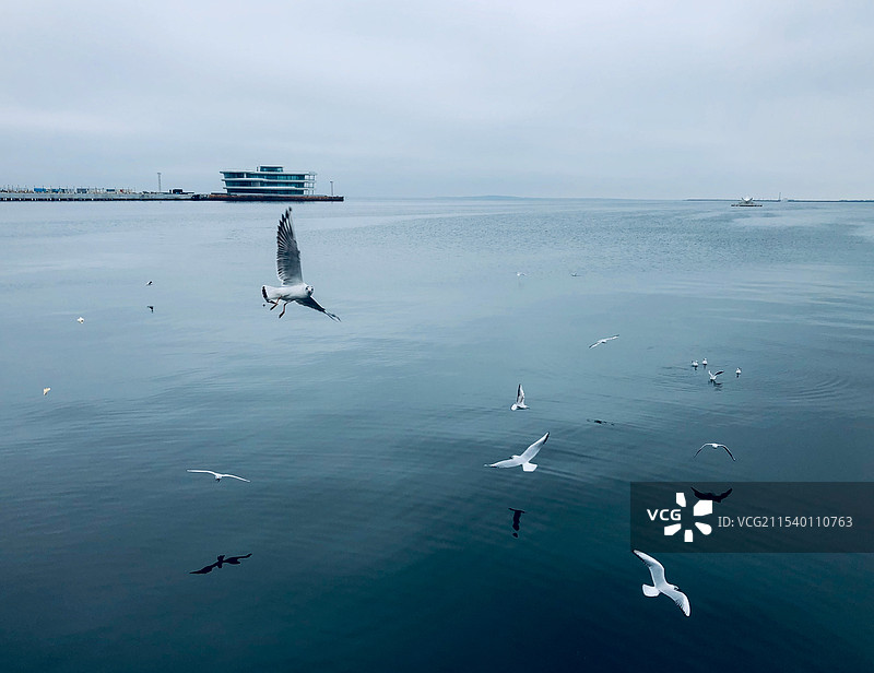 阿塞拜疆 巴库 里海 海鸥图片素材