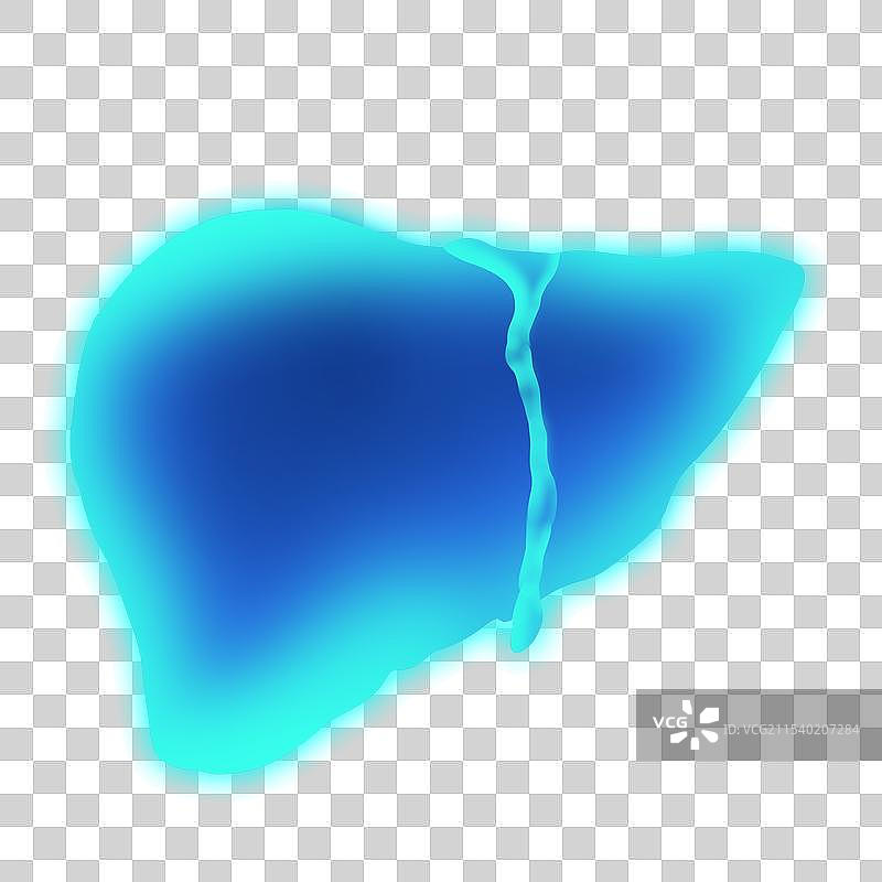 蓝色透明扫描人体内脏器官五脏六腑插画模板背景图片素材