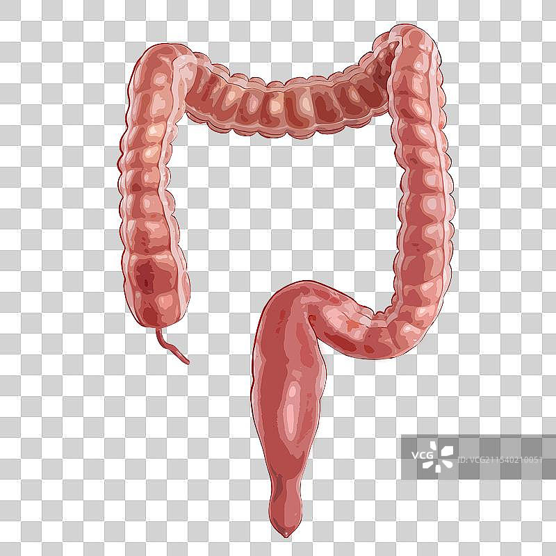 扁平化矢量风格医疗健康人体内部五脏六腑内脏器官组织插画元素图片素材