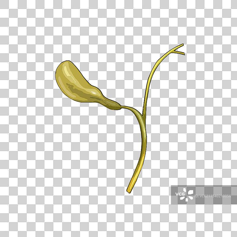 扁平化矢量风格医疗健康人体内部五脏六腑内脏器官组织插画元素图片素材