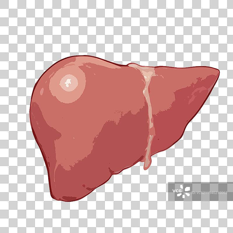 扁平化矢量风格医疗健康人体内部五脏六腑内脏器官组织插画元素图片素材