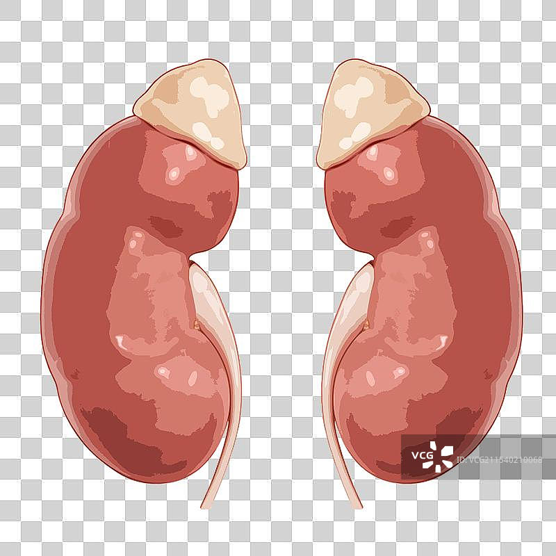 扁平化矢量风格医疗健康人体内部五脏六腑内脏器官组织插画元素图片素材