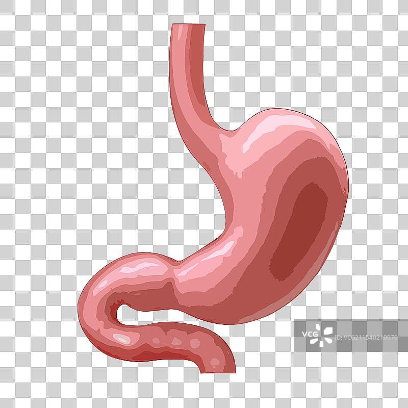 扁平化矢量风格医疗健康人体内部五脏六腑内脏器官组织插画元素图片素材