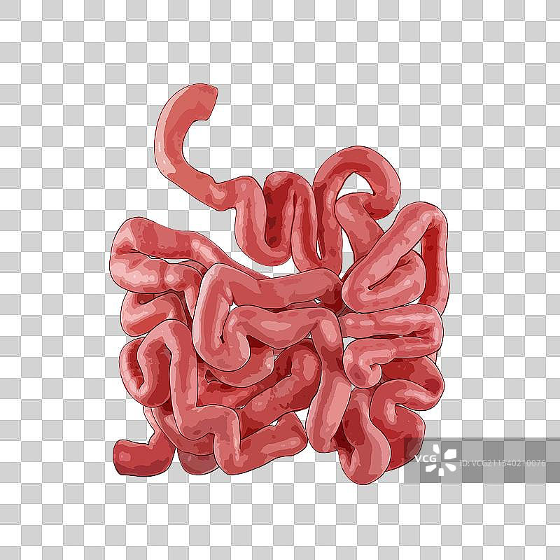 扁平化矢量风格医疗健康人体内部五脏六腑内脏器官组织插画元素图片素材