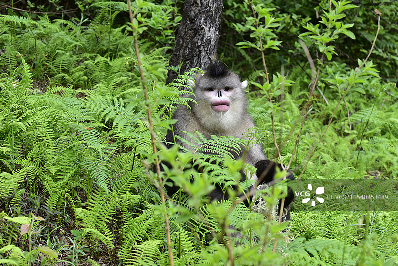 云南野生动物滇金丝猴仰鼻猴特写图片素材