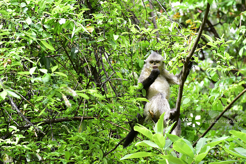 云南野生动物爬树的滇金丝猴仰鼻猴特写图片素材