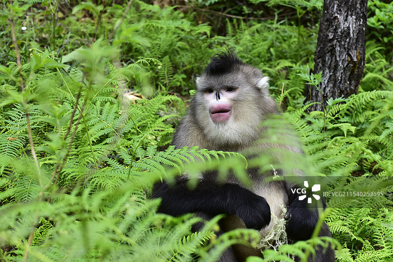 云南野生动物滇金丝猴仰鼻猴特写图片素材