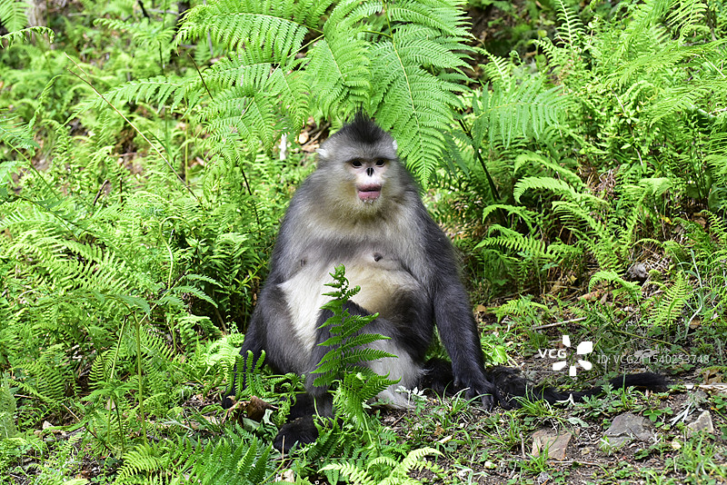 云南香格里拉滇金丝猴国家公园仰鼻猴特写图片素材