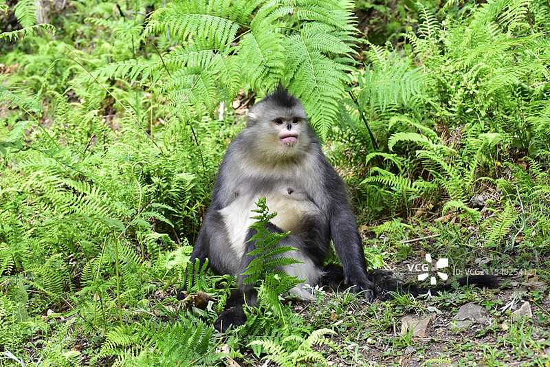 云南香格里拉滇金丝猴国家公园仰鼻猴特写图片素材