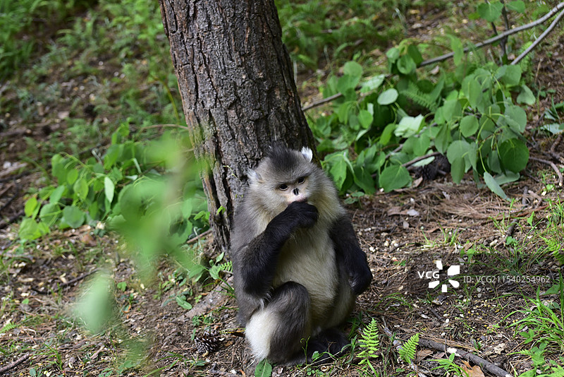 云南迪庆维西县国家公园滇金丝猴特写图片素材