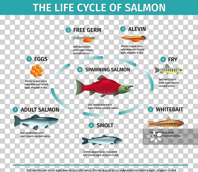 鲑鱼生命周期信息图表图片素材