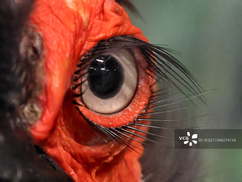 黑红地犀鸟眼睛特写图片素材
