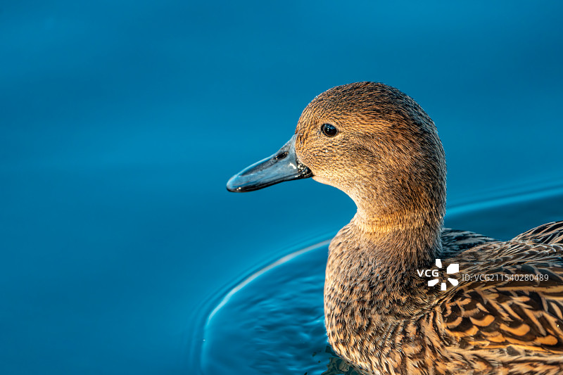 浮水的雌性针尾鸭图片素材